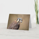 Search for kestrel cards Wildlife