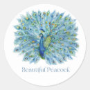 Search for beautiful peacock stickers Wildlife