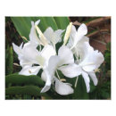 Search for fragrant flowers art White