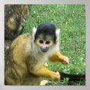 Search for squirrel monkey posters Wildlife