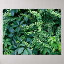 Search for garden posters Flora