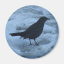 Search for blackbirds magnets Wildlife