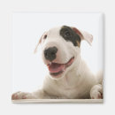 Search for bull head magnets Animal body part