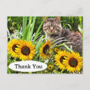 Search for cat and sunflowers cards Animal