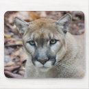 Search for endangered mousepads Zoo
