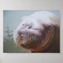 Search for walrus posters Fish