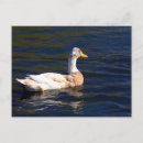 Search for pi postcards White