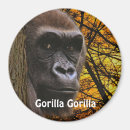 Search for ape magnets Gorillas