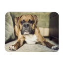 Search for pup magnets Usa
