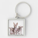 Search for hairless key rings Animal