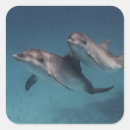 Search for dolphin images stickers Dolphins