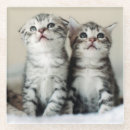 Search for pet coasters Baby animals