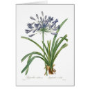 Search for agapanthus postcards Vintage