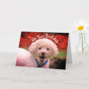 Search for poodle birthday cards Dog