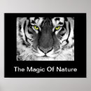Search for white tiger posters Wild animals