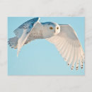 Search for bernard friel postcards Bird