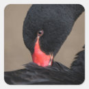 Search for black swan stickers Bird