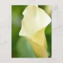 Search for calla photography White