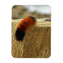 Search for caterpillar magnets Animal
