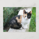 Search for funny movie postcards Cat