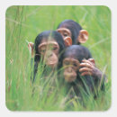 Search for chimpanzees stickers Nature