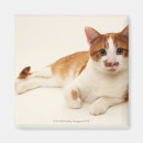 Search for white cat magnets Cute