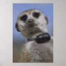 Search for kalahari posters Meerkat