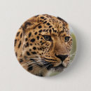 Search for cat portrait badges Nature