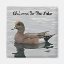 Search for wild duck magnets Wildlife