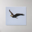 Search for flying eagle canvas prints Flight