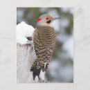 Search for flickering postcards Fauna