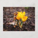 Search for spring crocus postcards Yellow
