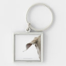 Search for close up shot key rings Domestic animals