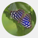 Search for blue wing stickers Butterfly