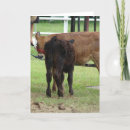 Search for beef cards Cattle