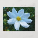 Search for sunlight postcards White