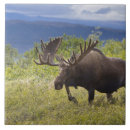 Search for moose tiles Bull