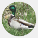 Search for drakes stickers Ducks