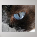 Search for pussy posters Blue