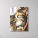 Search for tabby cat canvas prints Domestic animals