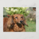 Search for miniature long haired dachshunds postcards Zwergteckel