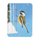Search for chickadees magnets Winter