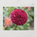 Search for fuschia postcards Floral