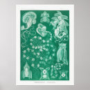 Search for squids posters Fish