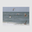 Search for seagull tissue paper Wildlife