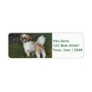 Search for cute shih tzu return address labels Pet