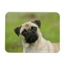 Search for cock magnets Dog
