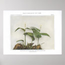 Search for false posters Plants