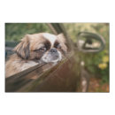 Search for animals canvas prints canine