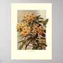 Search for rhododendron posters Botanical
